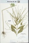 Verbena urticifolia L. by P. Phillipe