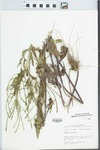 Verbena urticifolia L. by Mary C. Hruska