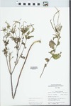 Verbena urticifolia L. by William McClain