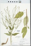 Verbena urticifolia L. by Loy R. Phillipe