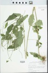 Verbena urticifolia L. by Bob Edgin