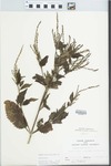 Verbena urticifolia L. by G. Krustinger