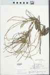 Verbena urticifolia L. by Kathleen Andrews