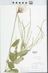 Verbena urticifolia L. by John E. Ebinger