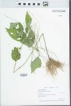 Verbena urticifolia L. by Patrick Hanlon