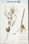 Verbena urticifolia L. by William M. Bailey and Julius R. Swayne