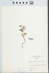 Verbena bracteata Lag. & Rodr. by G. G. Gray
