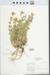 Verbena gooddingii Briq. by R. L. Richards
