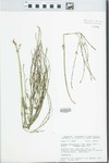 Verbena officinalis L. by D. S. Seigler and John E. Ebinger