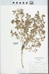 Verbena bracteata Lag. & Rodr. by Leland Jacob Gier
