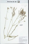 Verbena brasiliensis Vell. by Richard J. Abbott and Dana Griffin III