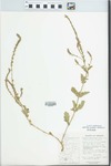 Verbena lasiostachys Link