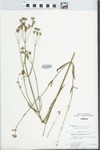 Verbena brasiliensis Vell. by C. Leland Rodgers, N. E. Mullens, and Andrea Behrman