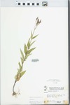 Verbena hastata L. by W. McClain and Pichon