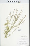 Verbena halei Small by Joan Macuszek and R. Higgins