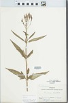 Verbena hastata L. by T. Clark
