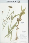 Verbena bonariensis L. by Loy R. Phillipe