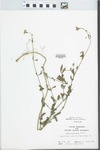 Verbena brasiliensis Vell. by John E. Ebinger