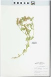 Verbena ciliata Benth. by John E. Ebinger