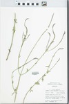 Verbena neomexicana (A. Gray) Small by William McClain