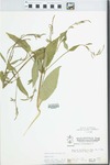 Verbena urticifolia L. by Pichon and McClain