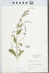 Verbena urticifolia L. by G. G. Gray
