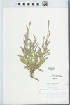 Verbena plicata Greene by Nilhe Ellis