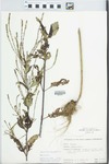 Verbena urticifolia L. by H. M. Parker