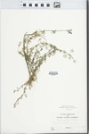 Verbena tenuisecta Briq. by John E. Ebinger