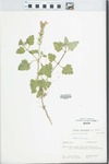 Verbena canadensis Britton by Laura Masek
