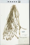 Verbena litoralis Kunth by Jose Guiterrez
