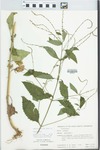Verbena urticifolia L. by H. M. Parker