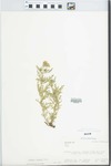 Verbena ciliata Benth.