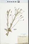 Verbena litoralis Kunth by M. Terrible