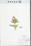 Verbena canadensis Britton by Judy Damery Parrish