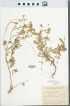 Verbena dissecta Willd. ex Spreng.