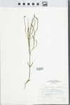 Verbena officinalis L. by FAO H-101