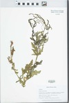 Verbena L. by Gordon C. Tucker and Xun-lin Yi