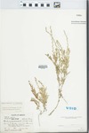 Verbena canescens var. roemeriana L.M.Perry