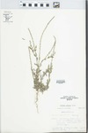 Verbena plicata Greene by Kathy Waindle