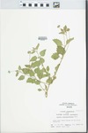Lantana achyranthifolia Desf. by H. M. Parker