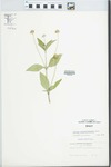 Lantana achyranthifolia Desf. by Wayne M. Pichon