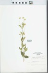 Lantana achyranthifolia Desf. by W. Gerlach