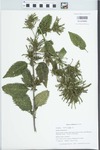Verbena urticifolia L. by Gordon C. Tucker