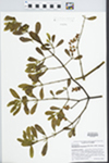 Phoradendron leucarpum (Raf.) Reveal & M.C. Johnston by Richard J. Abbott