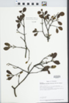 Phoradendron leucarpum (Raf.) Reveal & M.C. Johnston