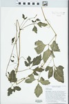 Cissus trifoliata (L.) L. by Richard J. Abott and Kurt Neubig