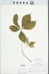 Parthenocissus quinquefolia (L.) Planch. by John Bacone and M. Madany