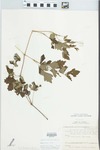 Ampelopsis cordata Michx. by William M. Bailey and Julius R. Swayne
