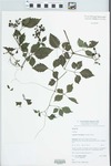 Cayratia clematidea (F.Muell.) Domin